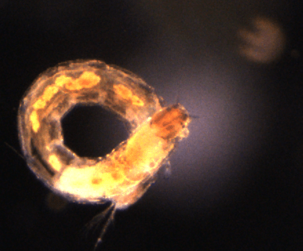 A close up of a bug that looks like a donut