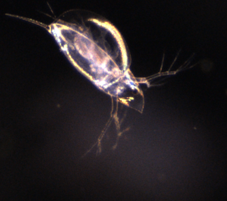 A close up of a small bug in the dark