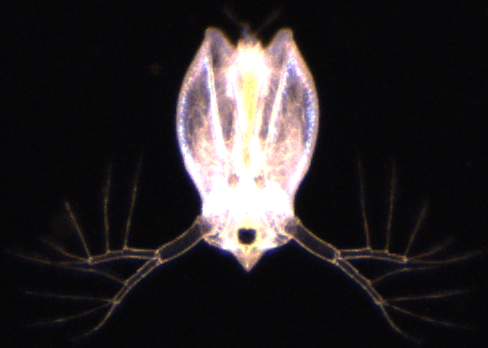 A close up of a bug with a light coming out of it 's mouth