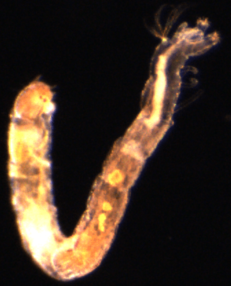 A close up of a worm on a black background
