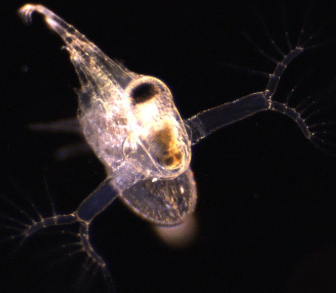 A close up of a small bug with a black background