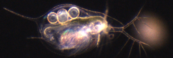 A close up of a jellyfish on a black background