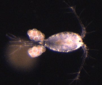 A close up of a crab under a microscope