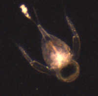 A close up of a small bug with a light coming out of it 's mouth