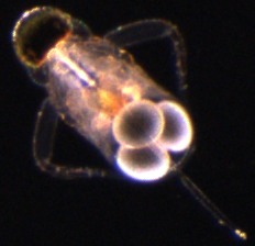 A close up of a bug with three eyes on a black background