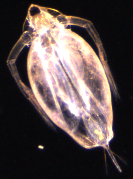 A close up of a small bug on a black background