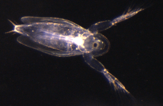 A close up of a small fish with a black background
