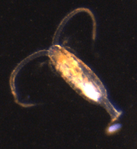 A close up of a squid under a microscope