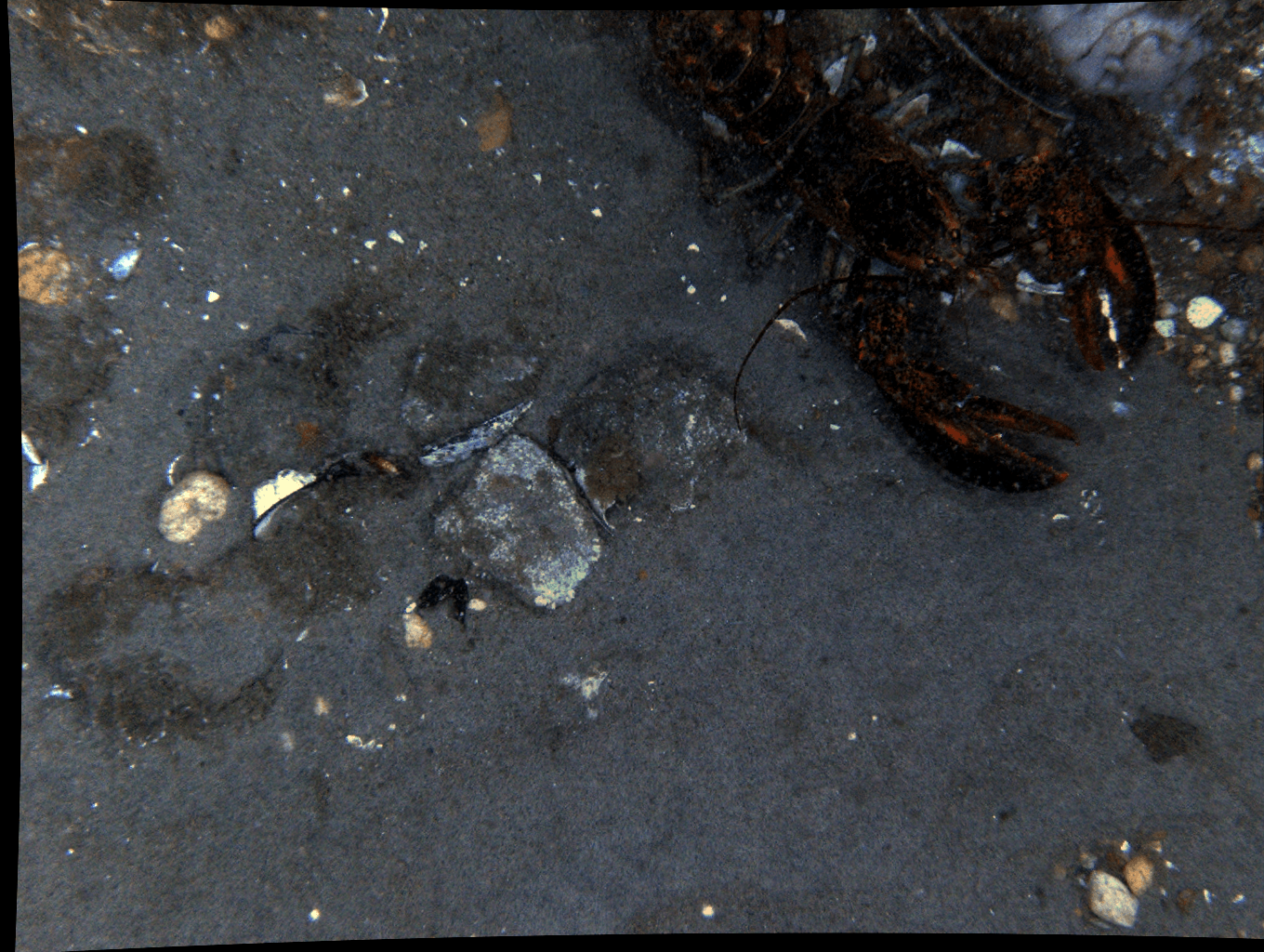 A spider is crawling on a black surface