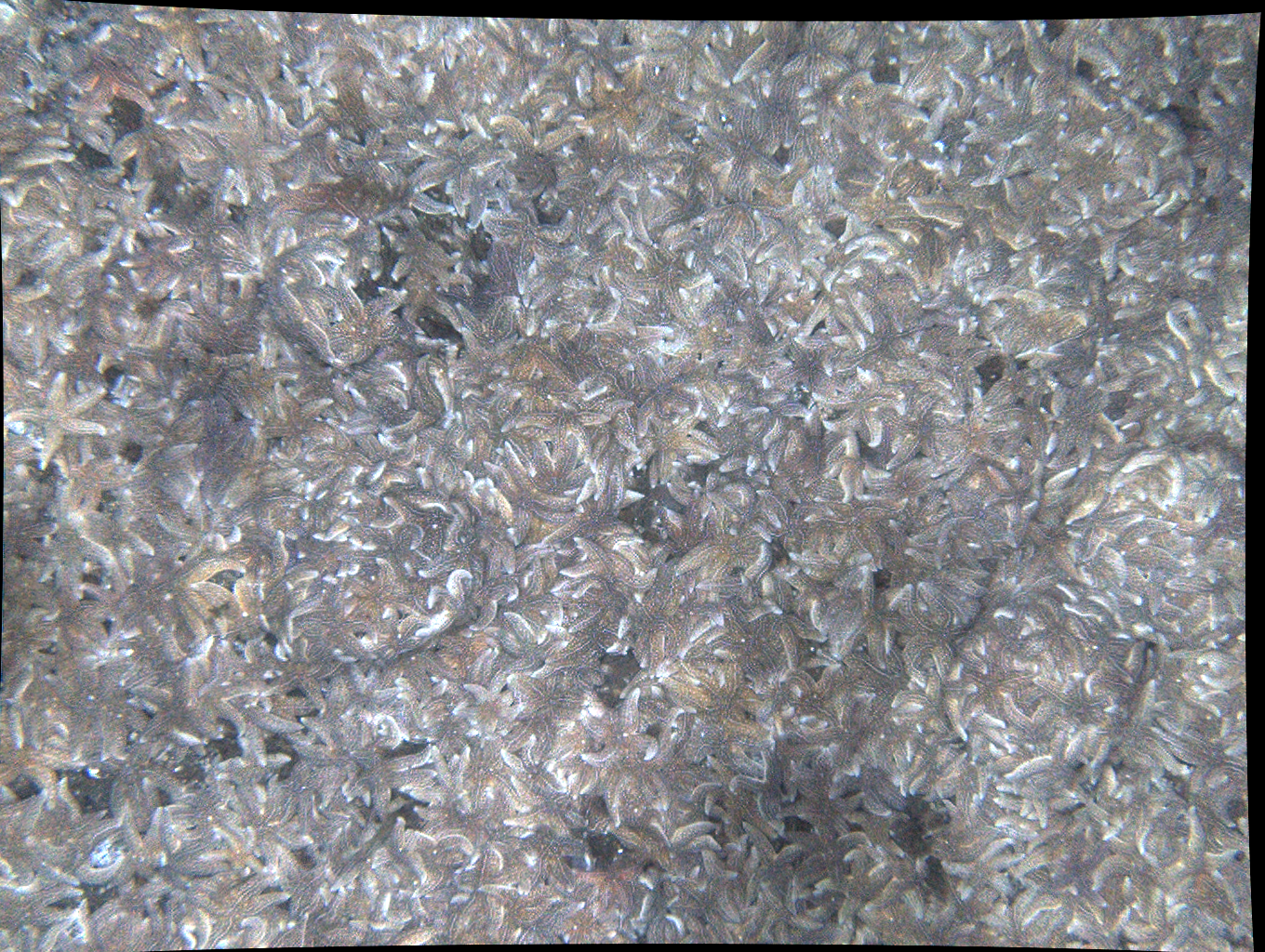 A close up of a gray carpet with a black background