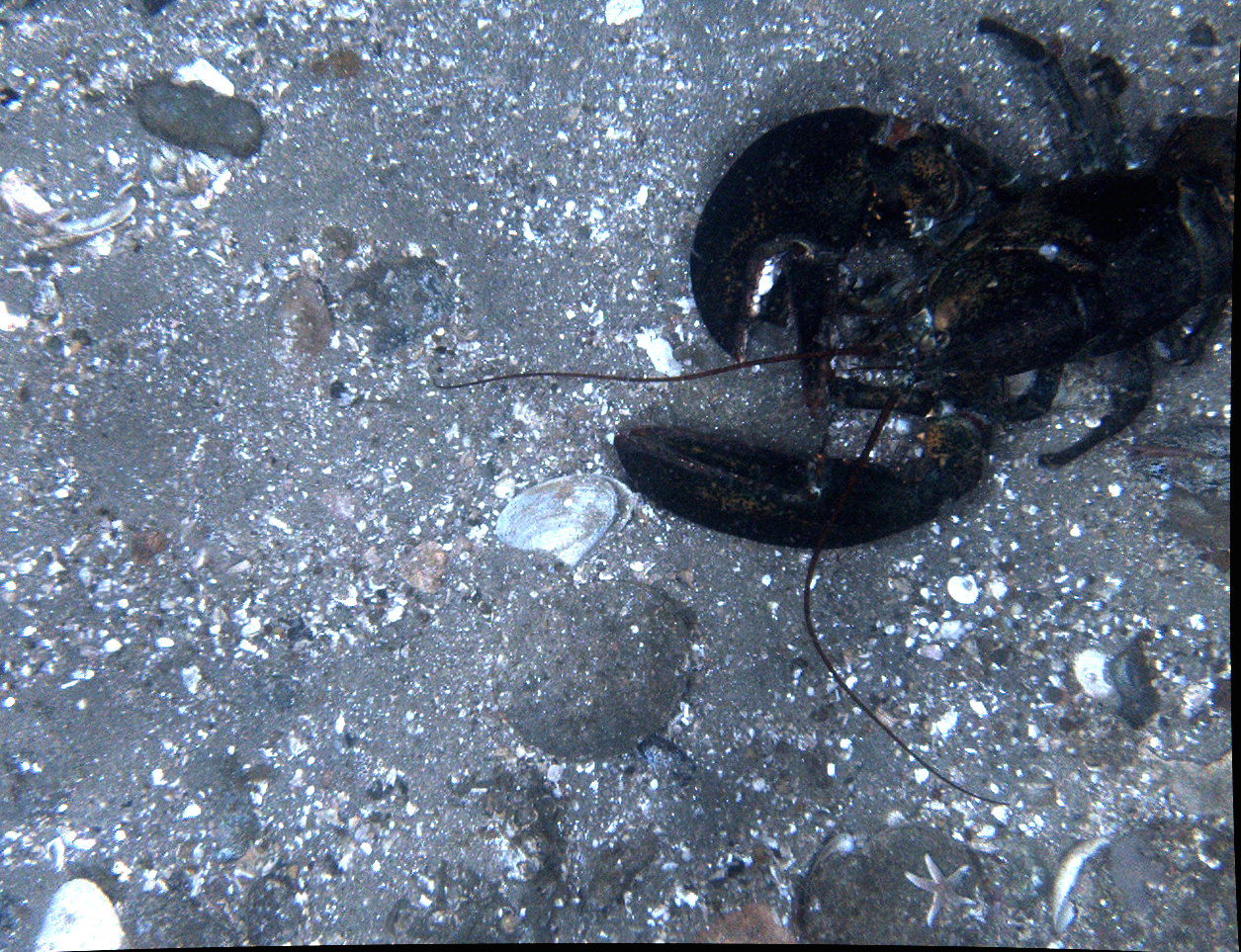 A black bug is crawling on a gray surface.