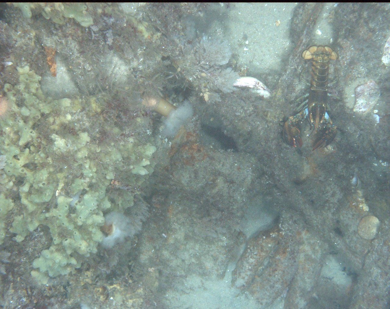 A group of crabs are swimming in the water near a coral reef.