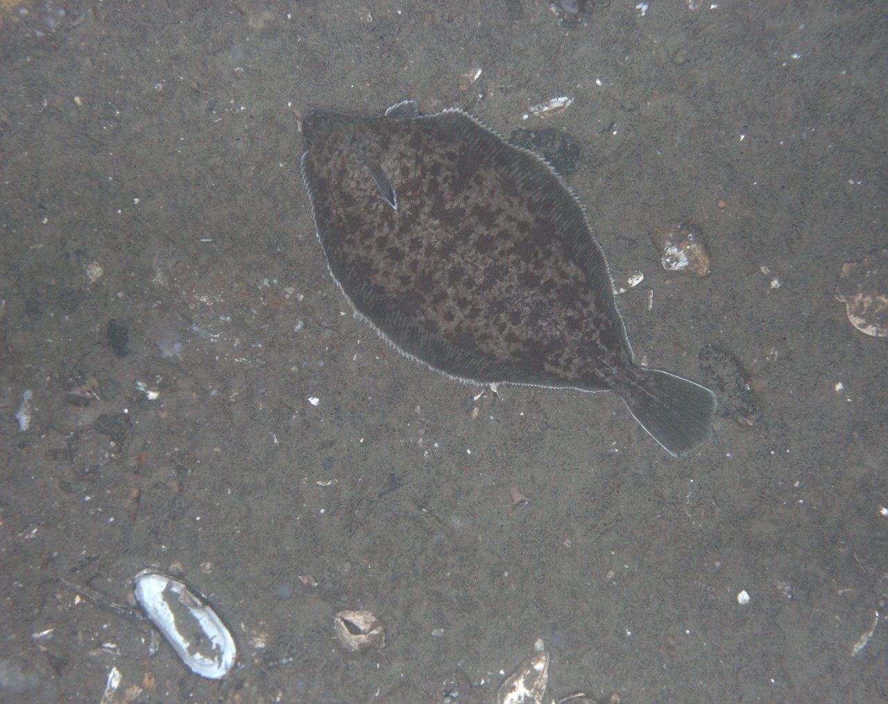 A small fish is swimming in the dark water