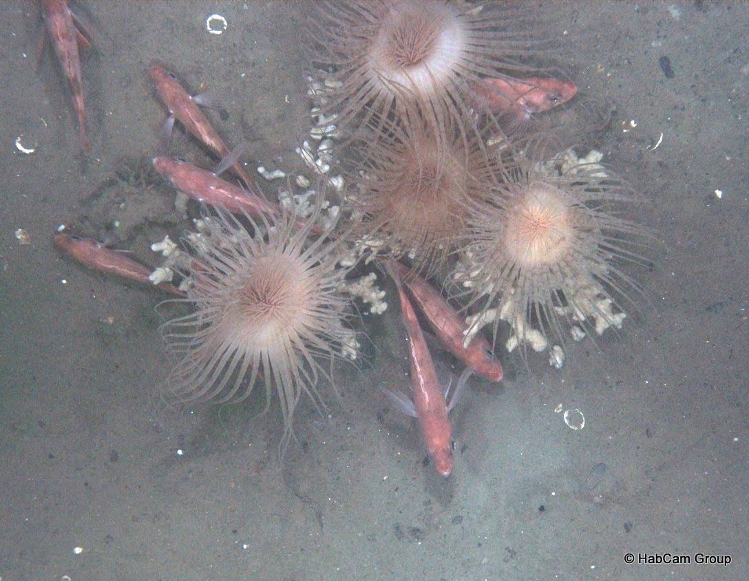 A bunch of fish are swimming in a body of water