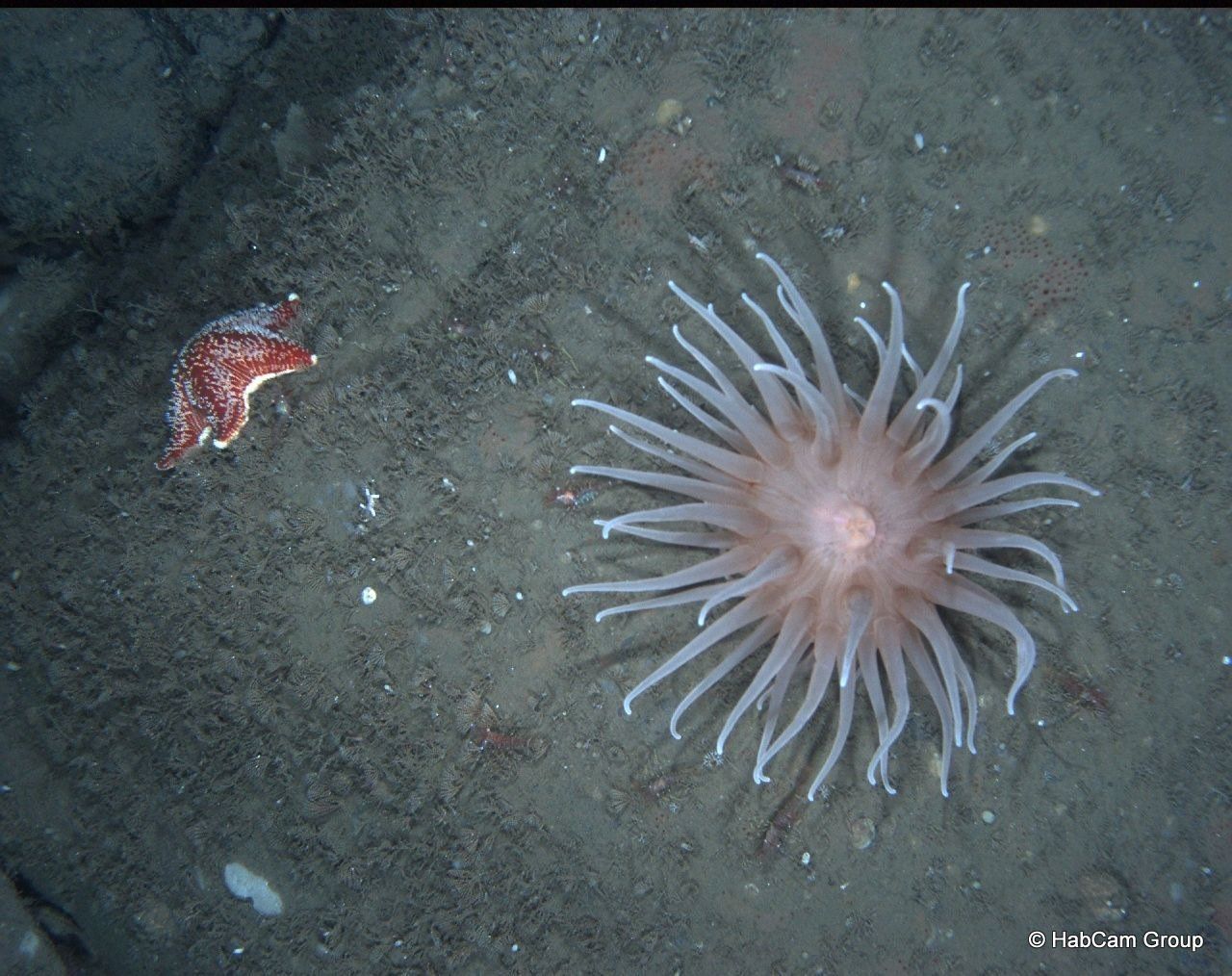 A sea anemone and a starfish are in the water