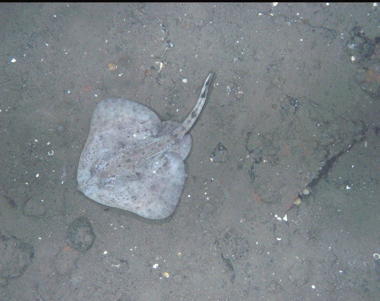 A stingray is laying on the ground in the water