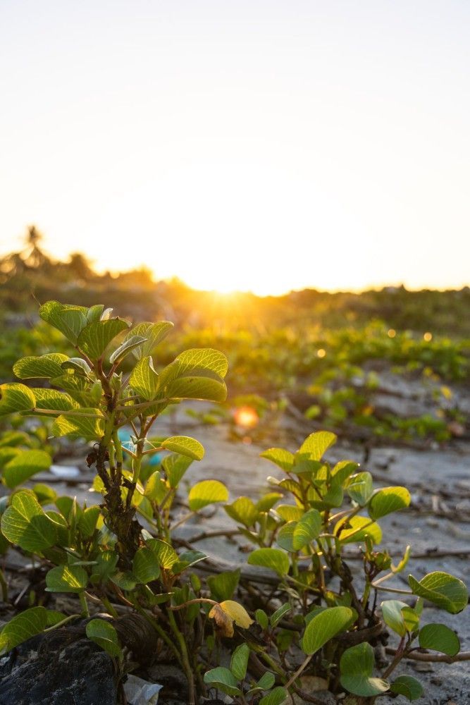 Plantas costeras verdes al atardecer, con la cálida luz del sol proyectando largas sombras.