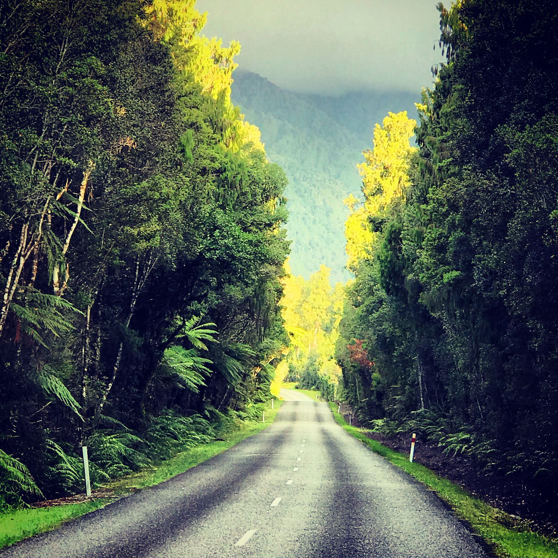 Asphalt road winding through lush green rainforest on the West Coast of New Zealand.