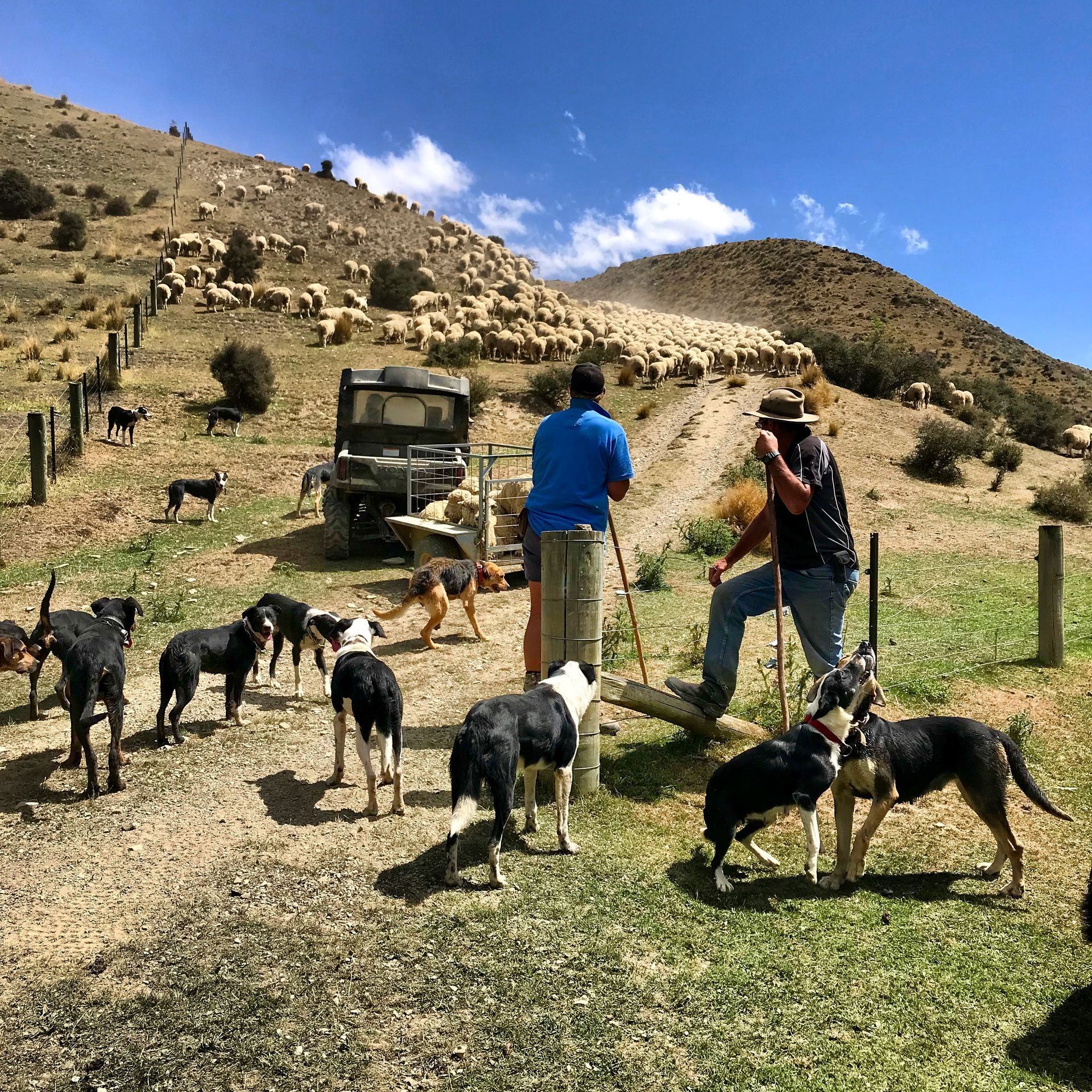 High Country shepherds and their dogs in the Danseys Pass on the South Island of New Zealand.