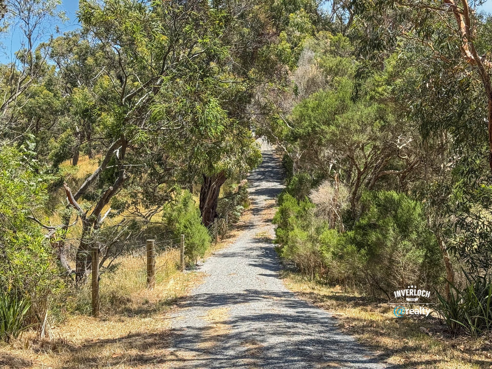 A dirt road going through a forest with trees on both sides.