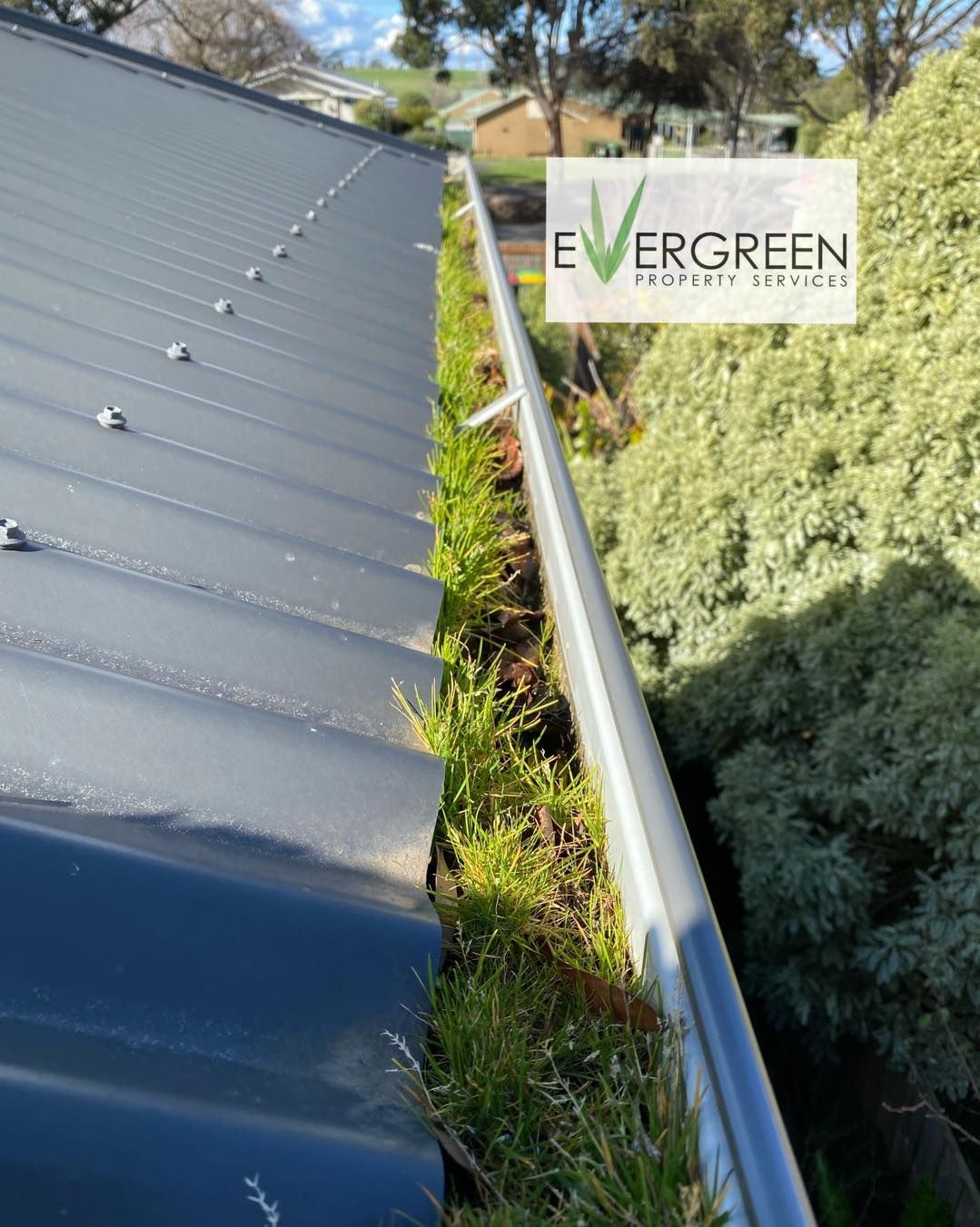 Gutter filled with grass and debris. Metal roof and gutter with the Evergreen logo.