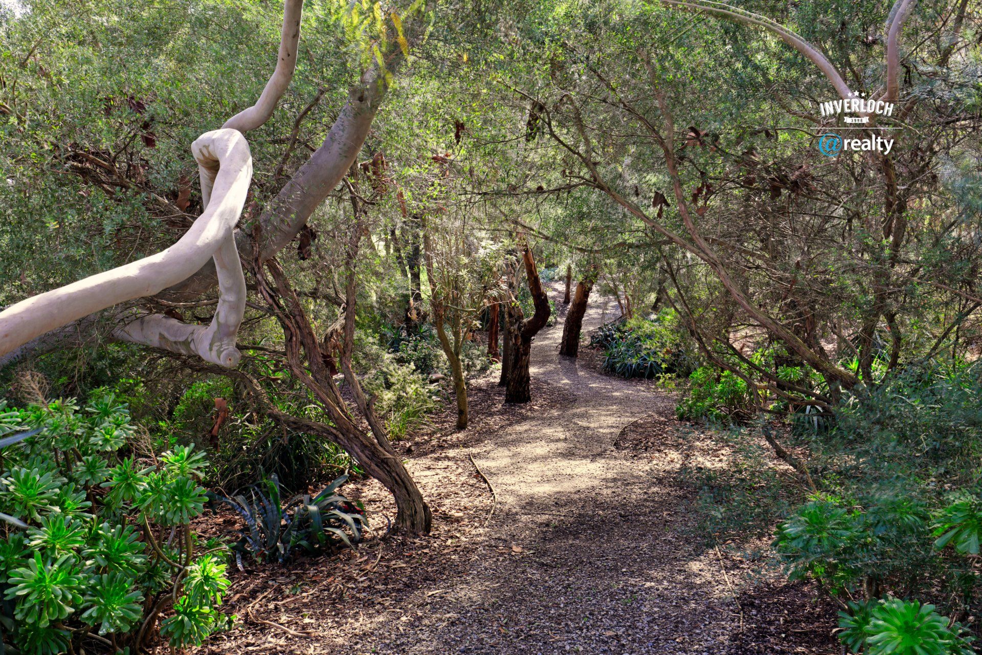 A path in the woods surrounded by trees and bushes.