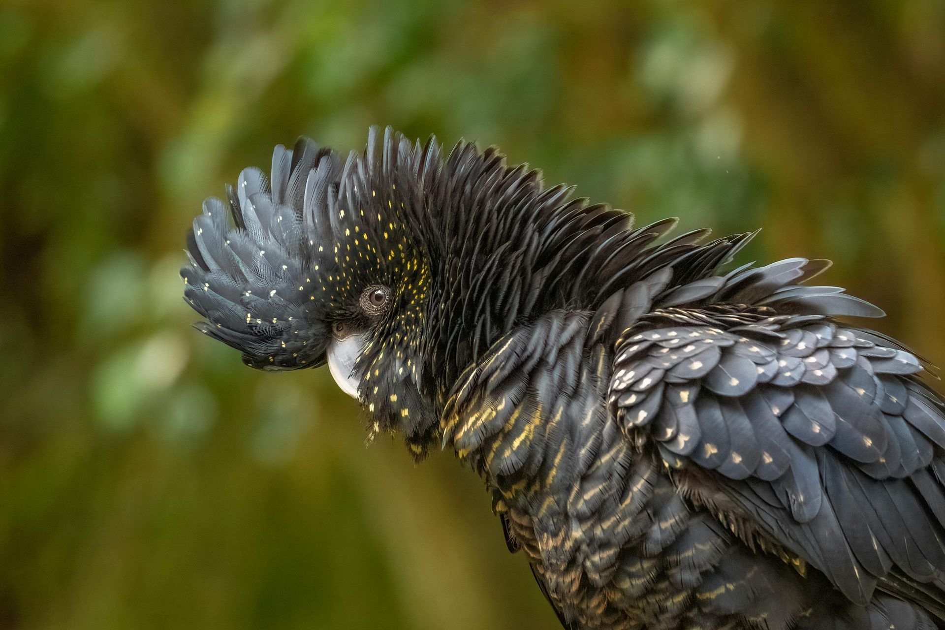 Black cockatoo with a prominent crest, perched outdoors, dark feathers speckled with white and yellow.