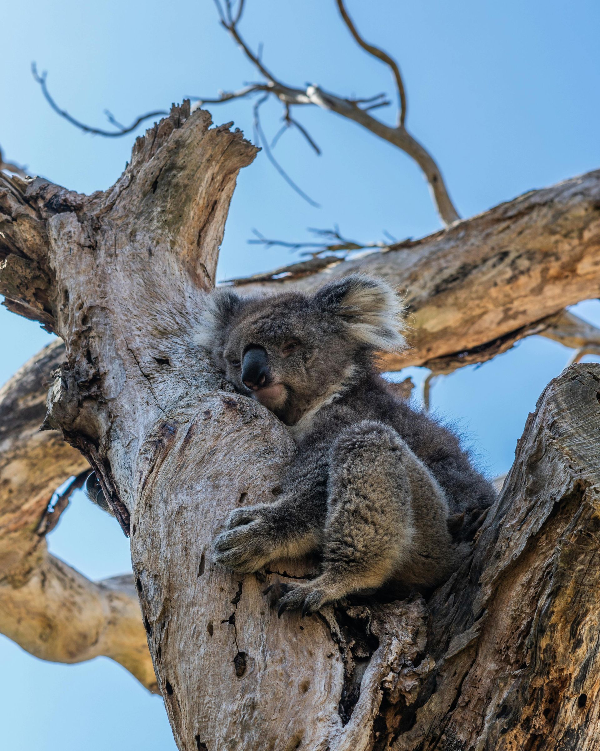 Native koala in eucalyptus trees Albert Ruttle Estate wetlands reserve Inverloch