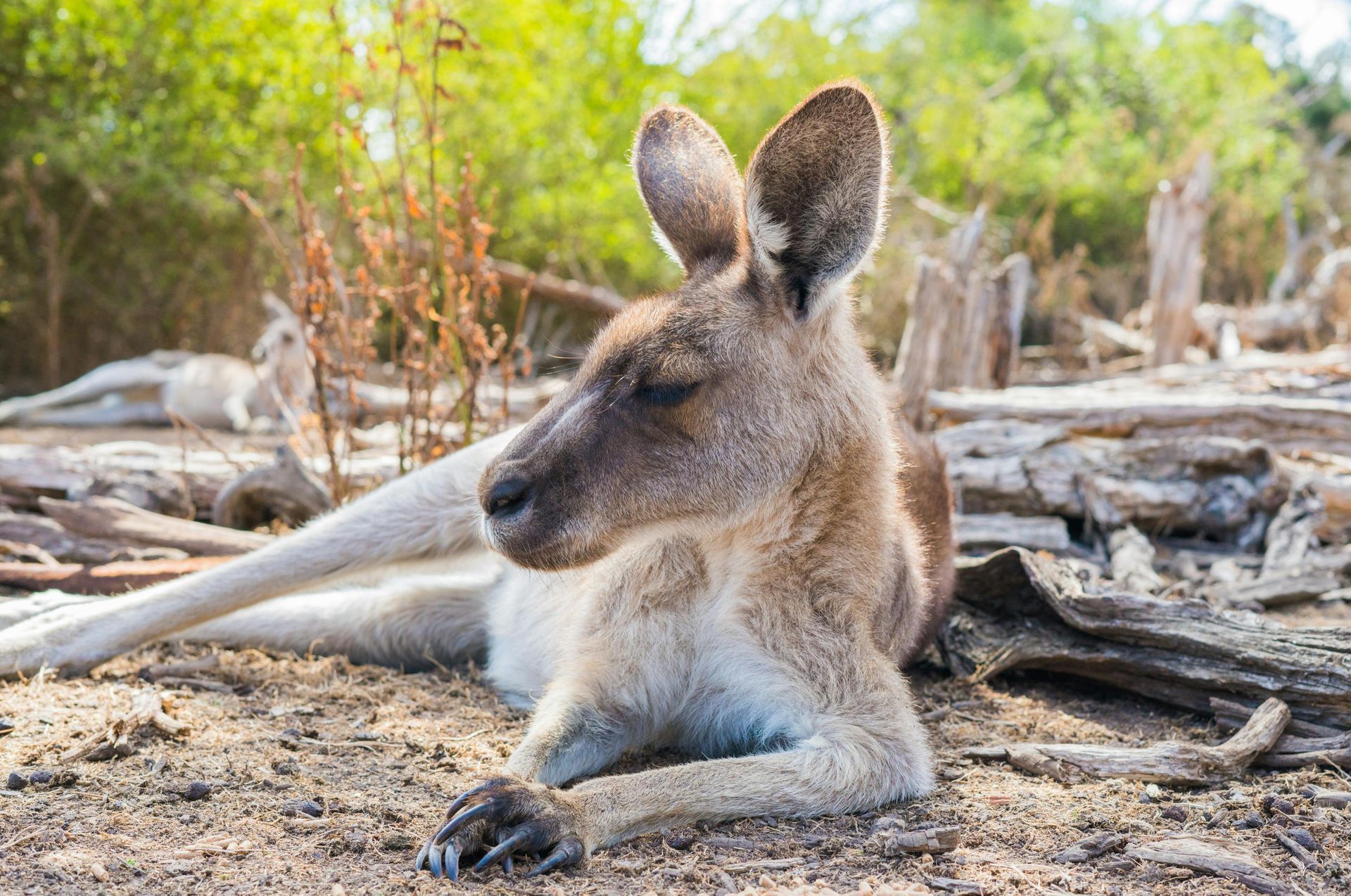 Native Australian wildlife habitat at Albert Ruttle Estate environmental sanctuary