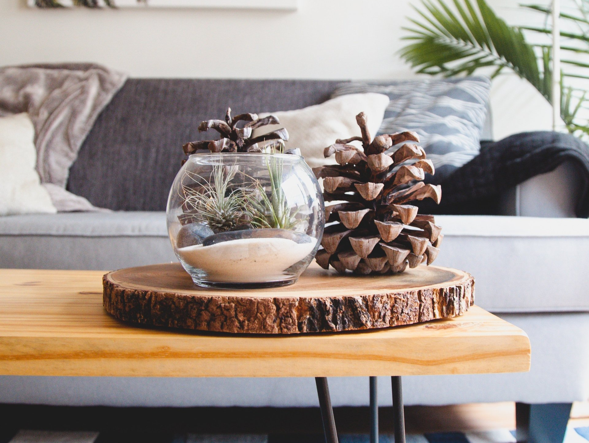 Two pine cones are sitting on a wooden table in front of a couch.
