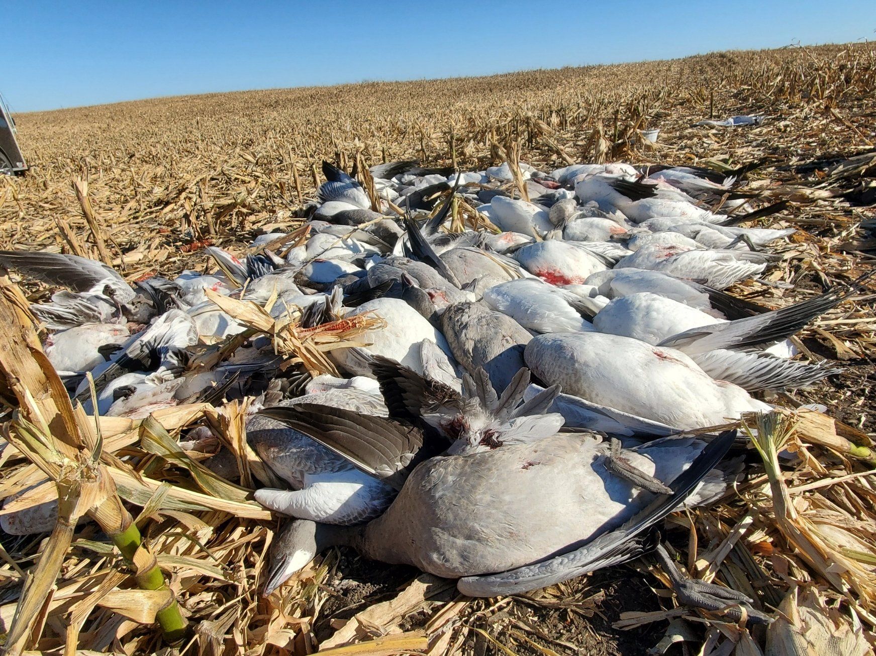 Central Nebraska Outfitters Snow Goose Hunting