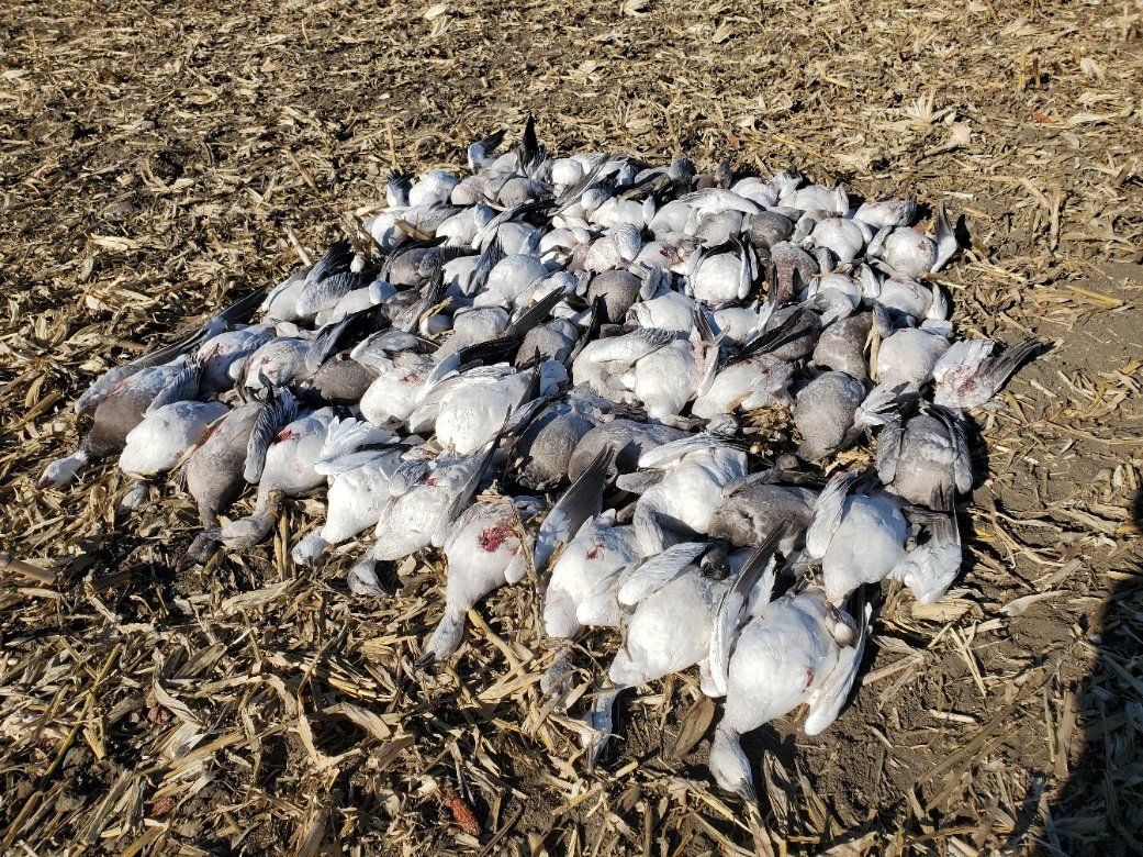 hunt snow geese NE