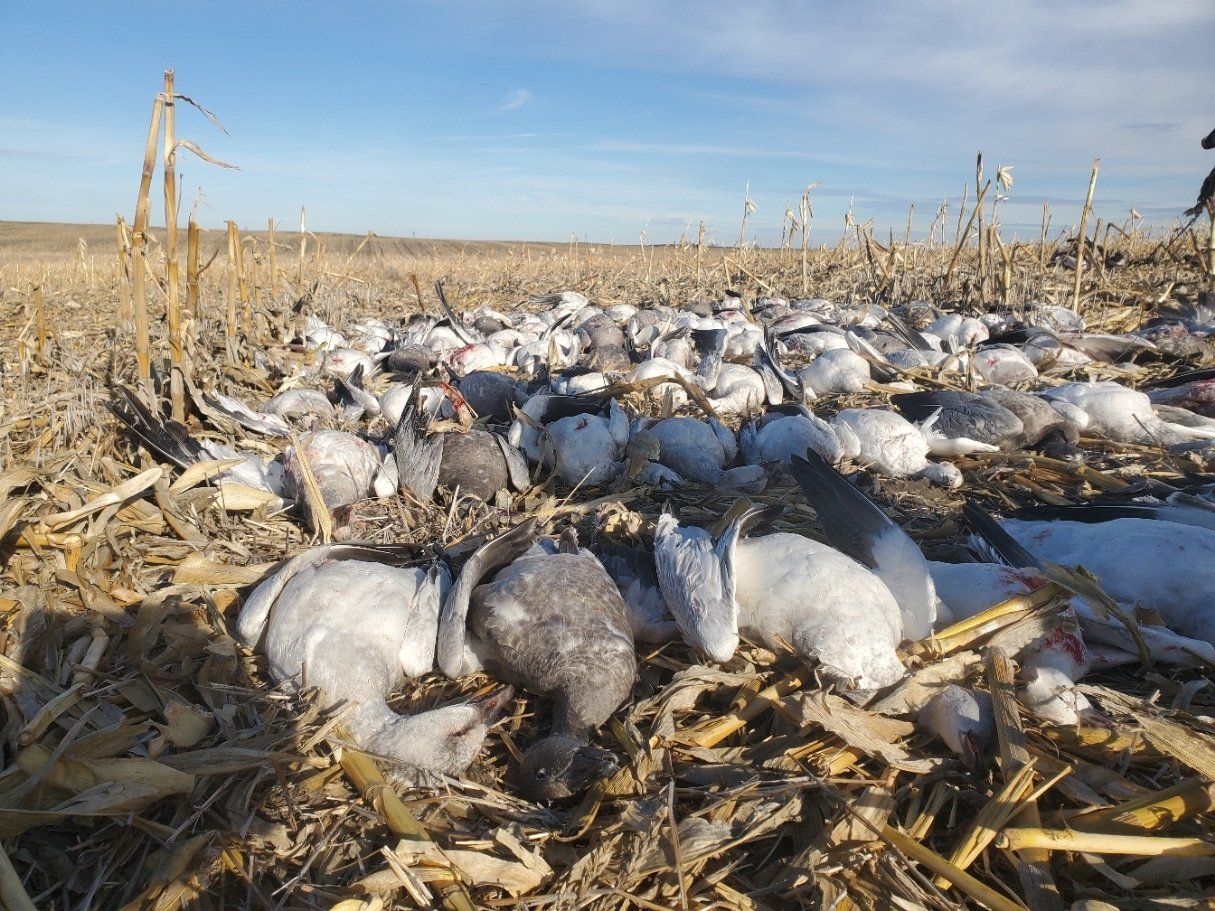 piles of snow geese