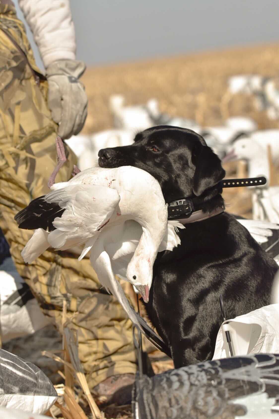 A black dog is holding a white duck in its mouth.