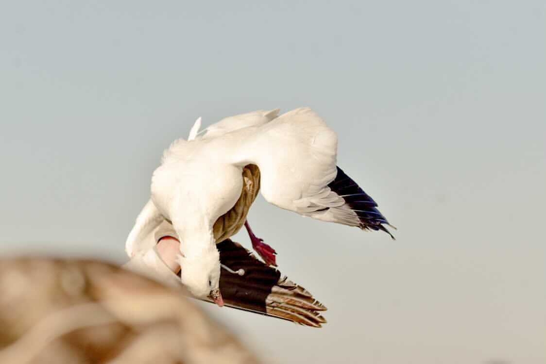 A white bird with a red beak is flying in the air
