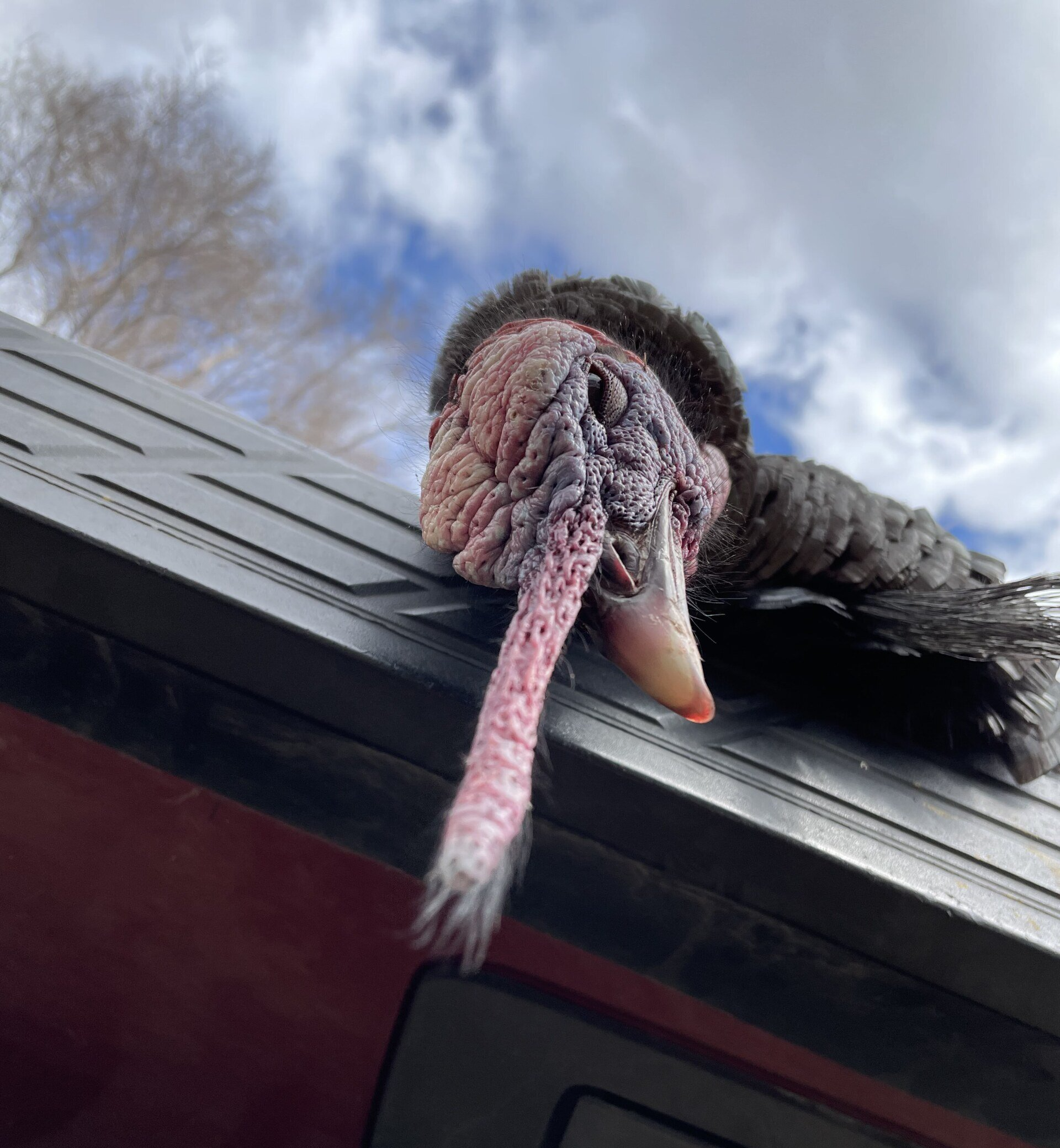 A turkey is laying on the roof of a building