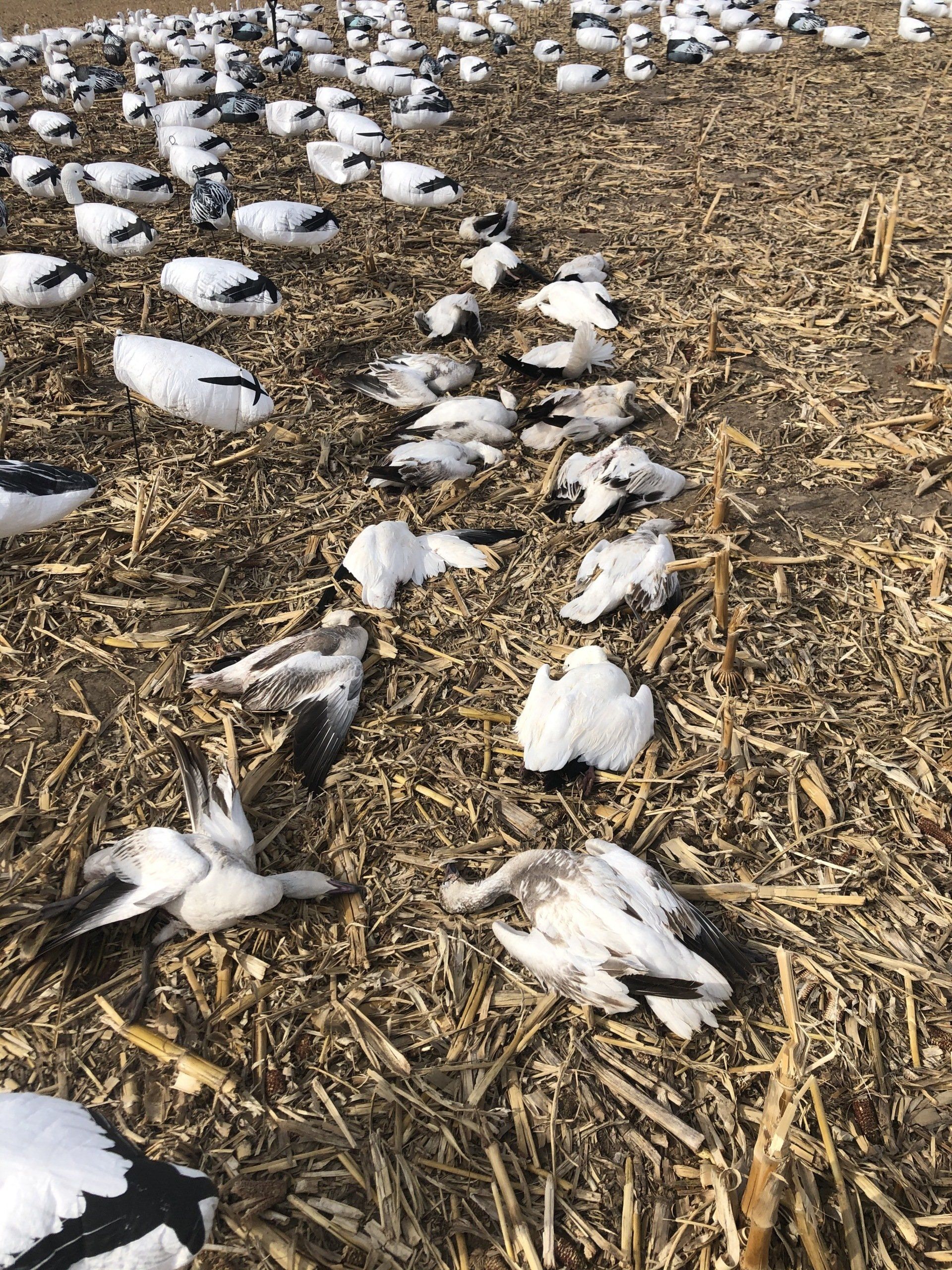 Central Nebraska guided Snow Goose Hunts