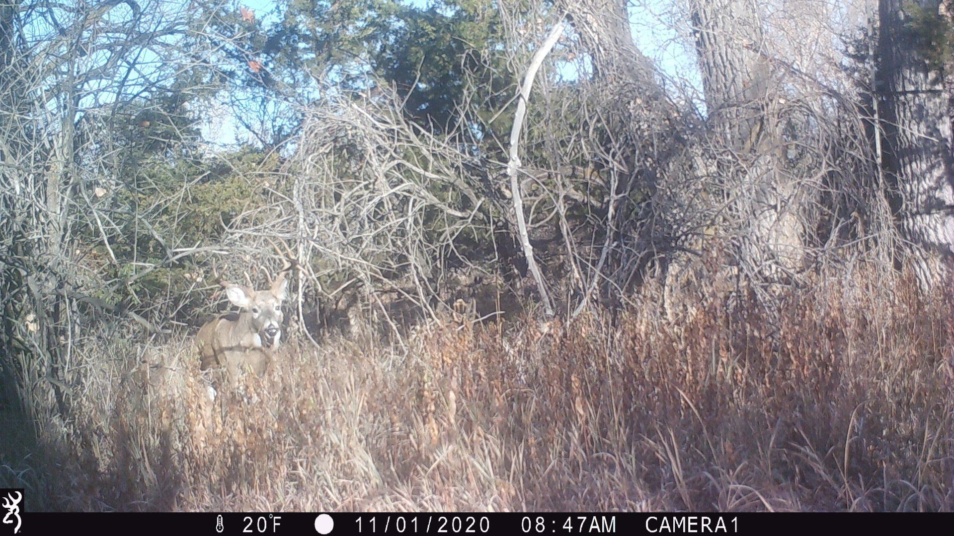 A camera is taking a picture of a deer in the woods.