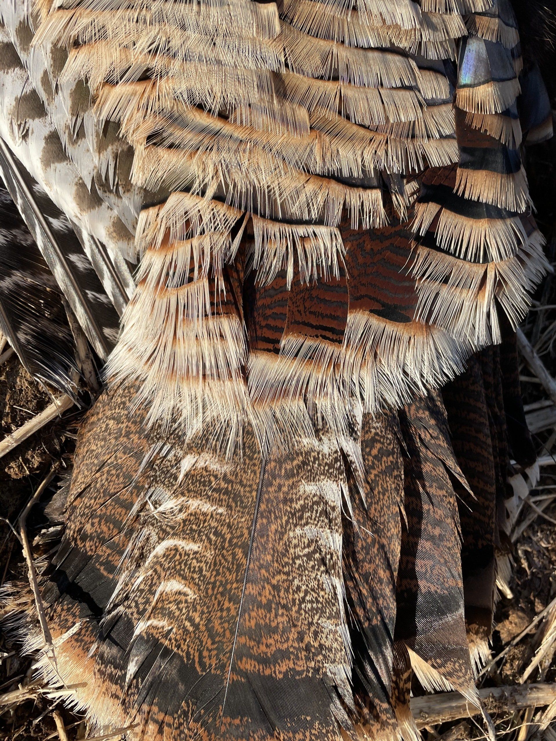 A close up of a piece of wood laying on the ground.
