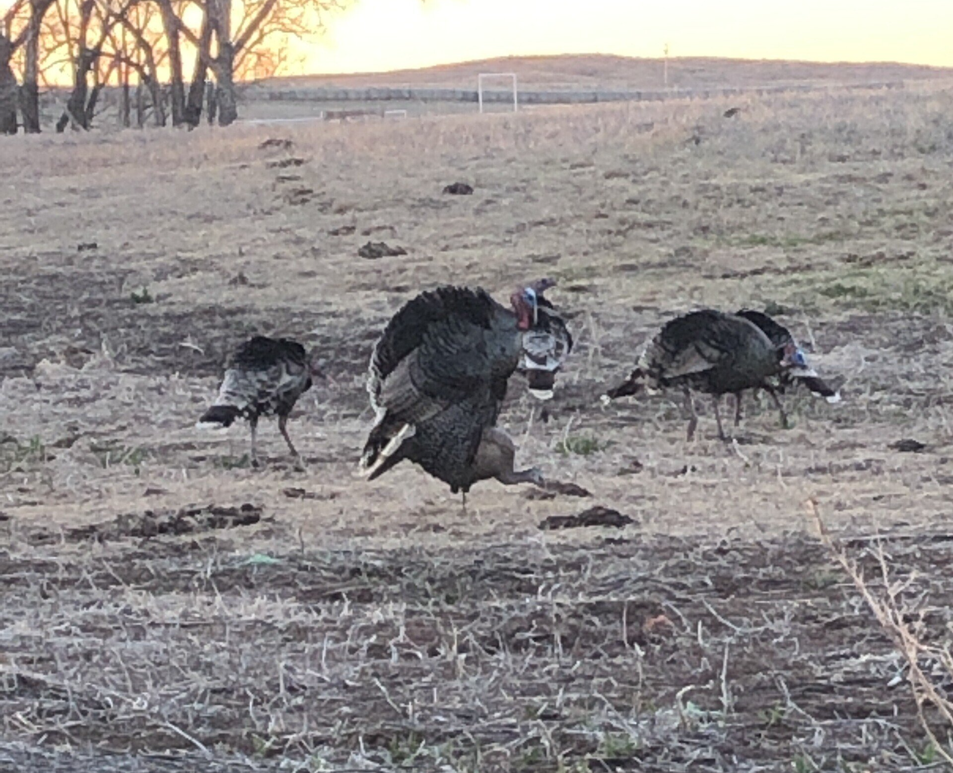 A group of turkeys are standing in a field.