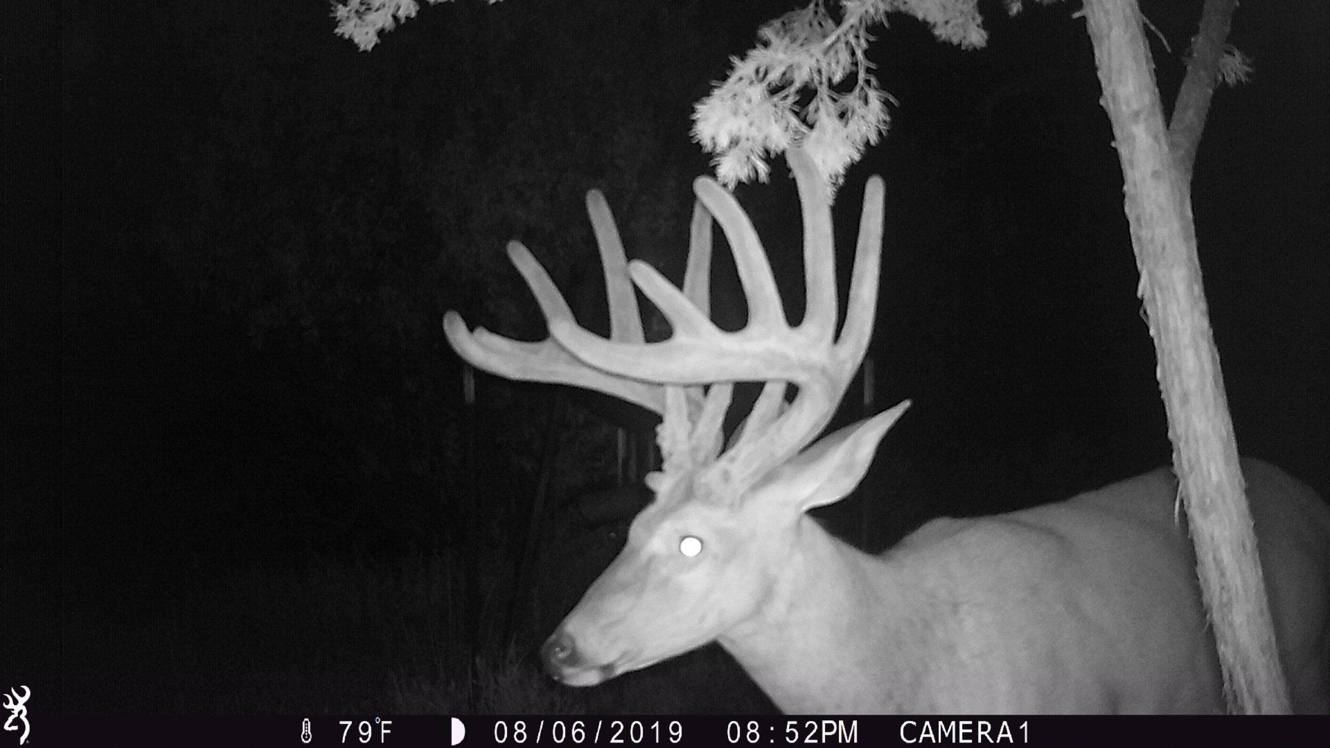 A black and white photo of a deer taken by a browning camera
