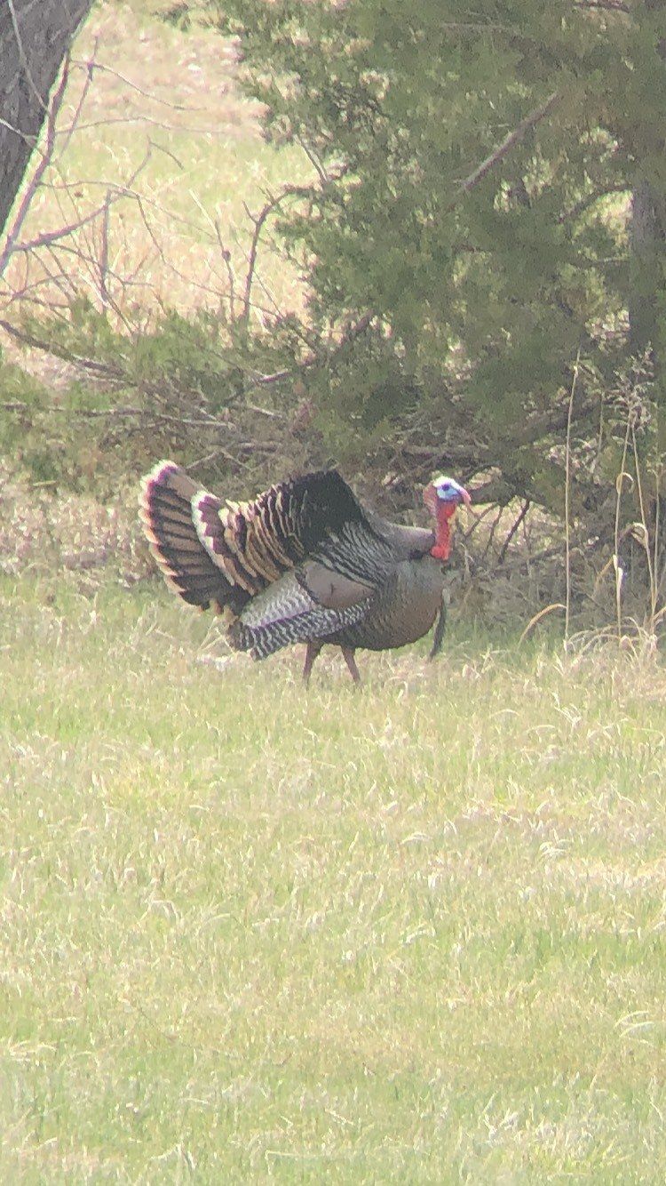 Two turkeys are standing in a grassy field.