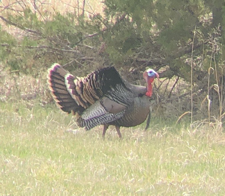 A turkey is standing in the grass in a field.