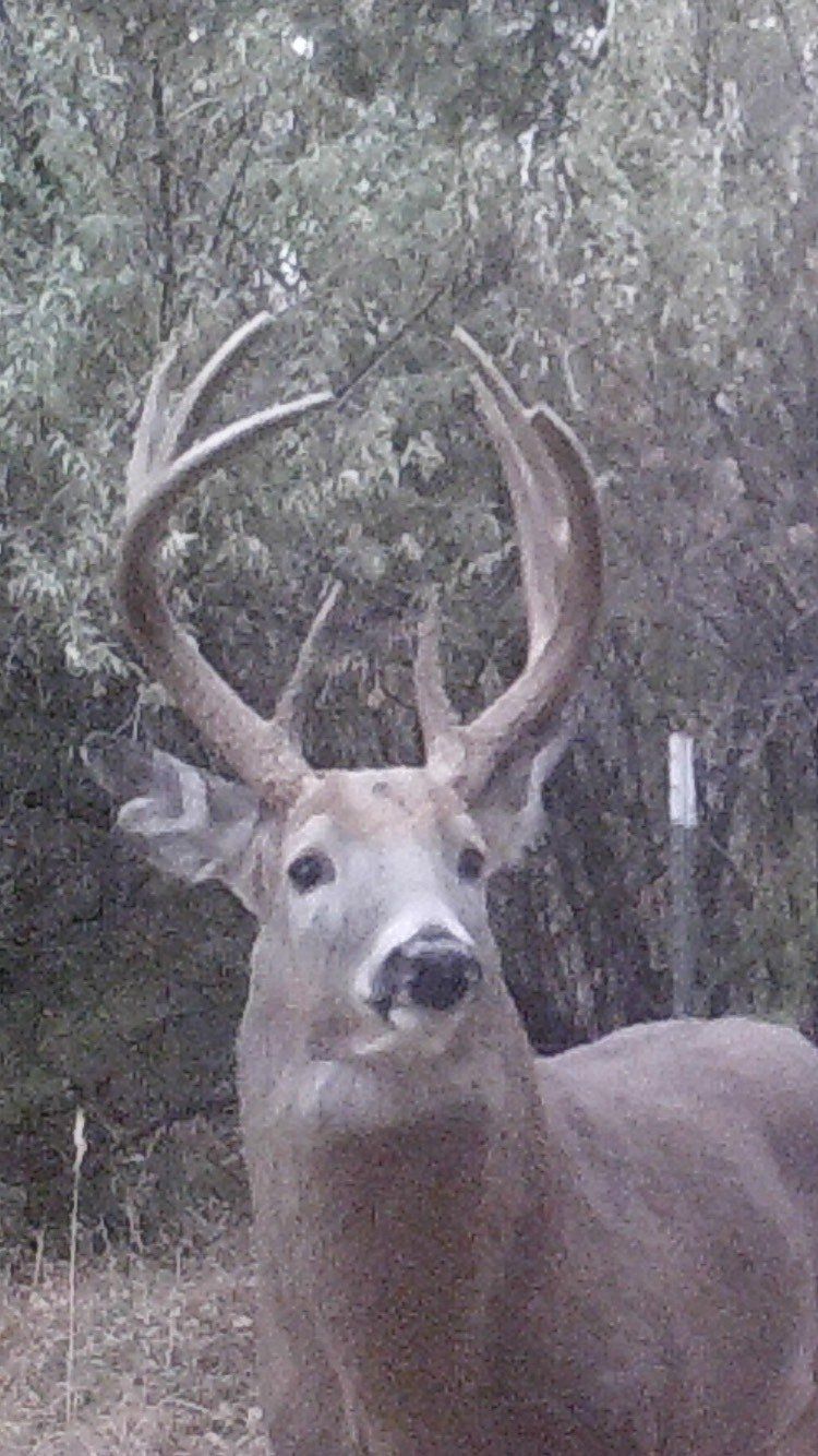 A deer with large antlers is standing in the woods and looking at the camera.