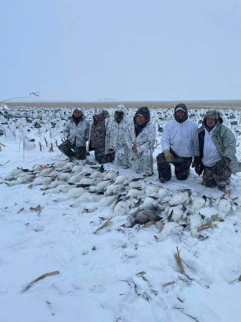 snow goose hunting in the spring NE