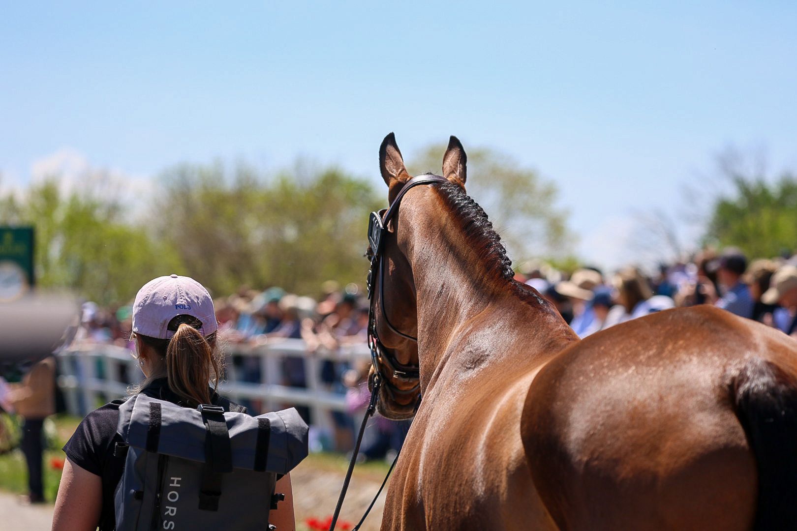 A woman stands next to a horse looking at a crowd