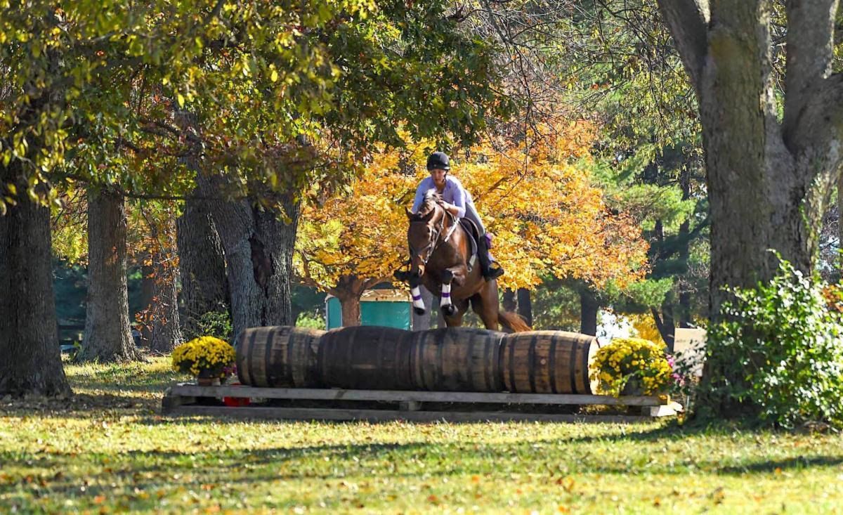 an equestrian horse and rider jumping over a log in a green forest