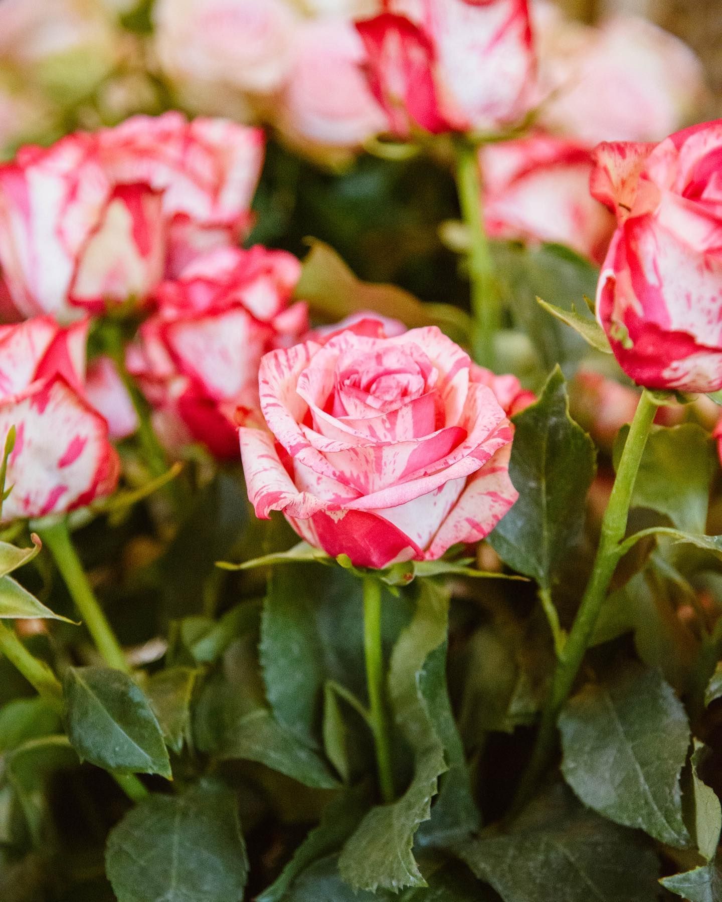 Rose a strisce rosa e bianche con foglie verdi.