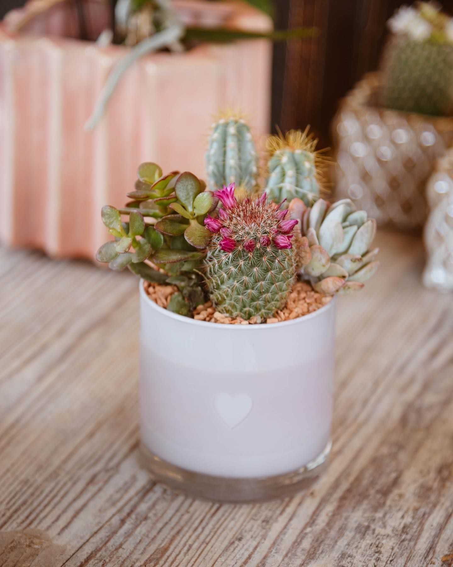 Composizione di piante grasse in un vaso di vetro rosa su una superficie di legno.