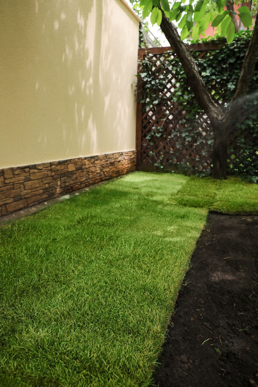A lush green lawn in a backyard next to a brick wall and a tree.